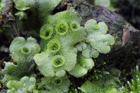 how are ferns similar to mosses and liverworts